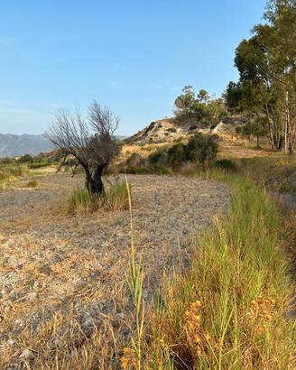 Terreno agricolo di 11.000 mq