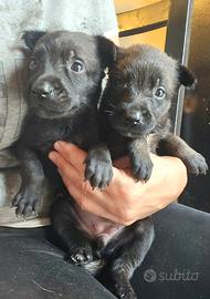 Cuccioli di pastore belga malinois