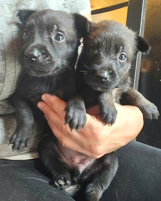 Cuccioli di pastore belga malinois