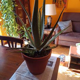 Pianta aloe vera in vaso di terracotta 