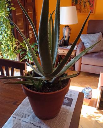 Pianta aloe vera in vaso di terracotta 