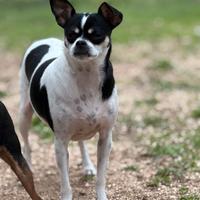 Pippi e Lio, inseparabili cagnolini