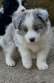 cuccioli di Border Collie alta genealogia 