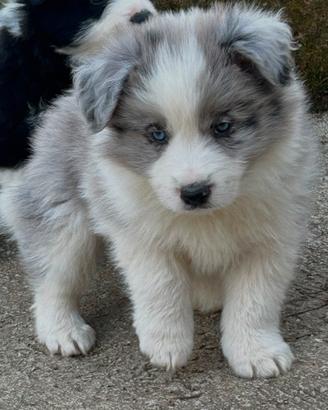 cuccioli di Border Collie alta genealogia 