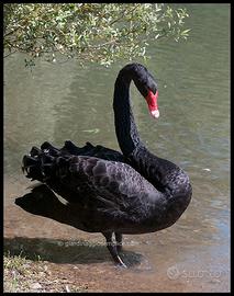 Cigno nero