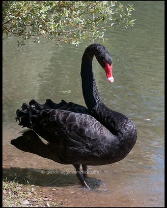 Cigno nero