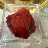 Rosa rossa in confezione