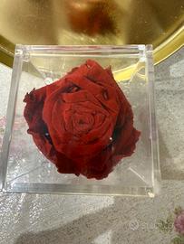 Rosa rossa in confezione