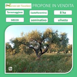 Oliveto - seminativo- Castelfiorentino