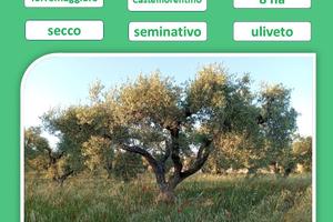 Ribasso oliveto zona Castelfiorentino
