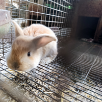 Conigli taglia grande varie età