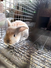 Conigli taglia grande varie età