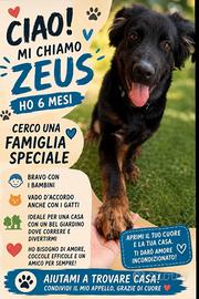 Cane corso