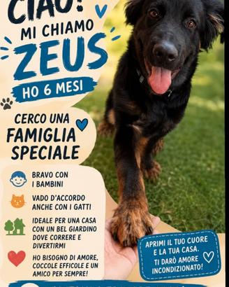 Cane corso