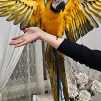 Pappagallo Ara Arauna allevato a mano