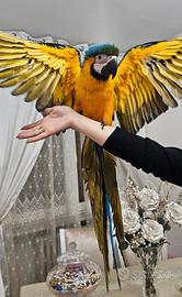 Pappagallo Ara Arauna allevato a mano