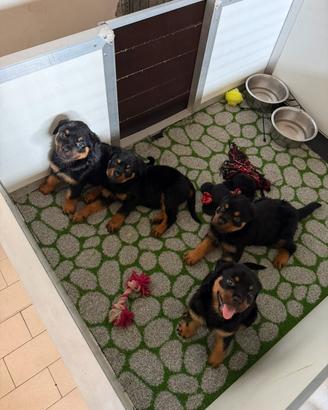 Cuccioli di Rotwailer