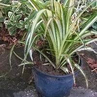 Piante da interni - alocasia - Phormium Golden Ray