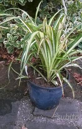 Piante da interni - alocasia - Phormium Golden Ray