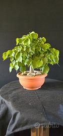 Bonsai Tglio eccezionale 