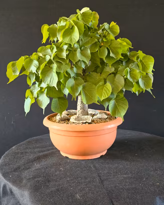  Bonsai Tglio eccezionale 