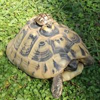 Tartarughe di terra