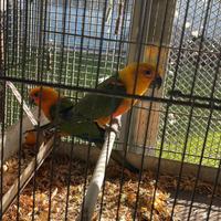 Coppia senegal, conuri del sole, collari mutati ec