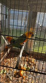 Coppia senegal, conuri del sole, collari mutati ec