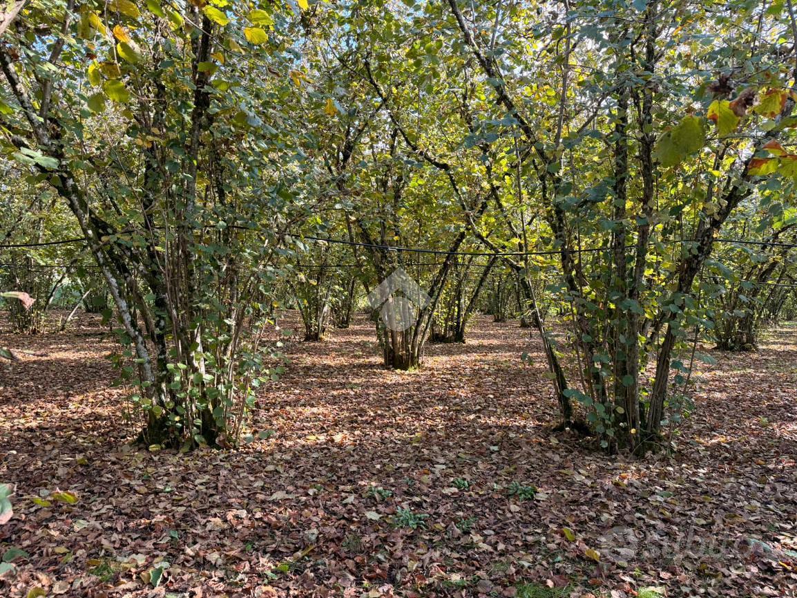 TER. AGRICOLO A SORIANO NEL CIMINO - Vista 5