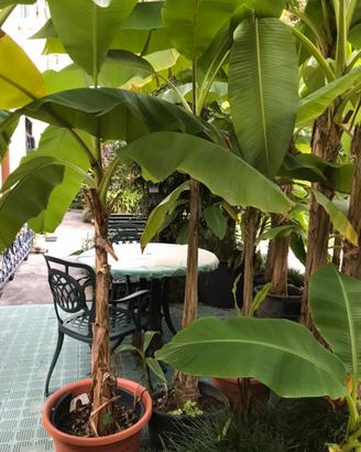 Piante di banane