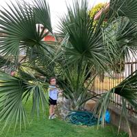 semi di palma Sabal Riverside anche germigliati