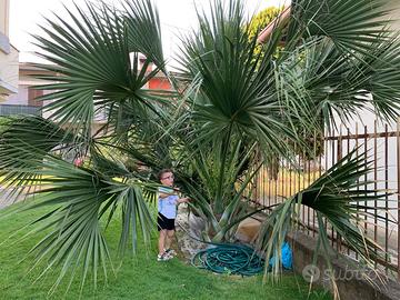 semi di palma Sabal Riverside anche germigliati