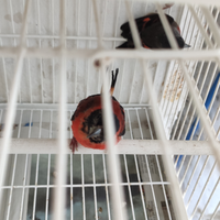 Cardinalini del Venezuela