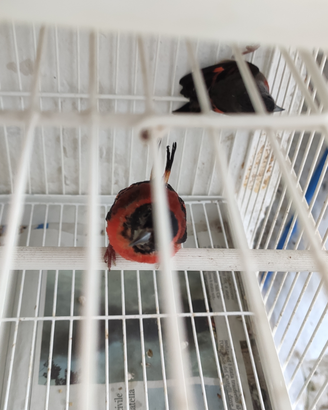 Cardinalini del Venezuela