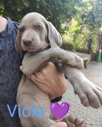WEIMARANER, la banda dei 9