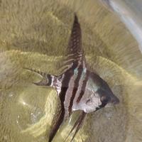 Pesce scalare tigrato