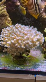 Corallo pocillopora