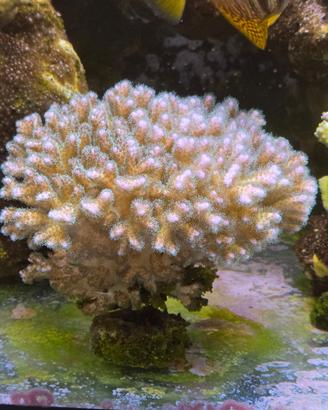 Corallo pocillopora