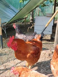 Gallo razza Hampshire da riproduzione