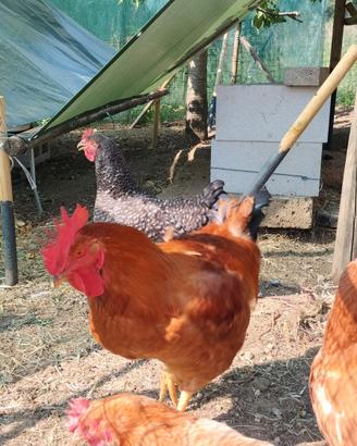 Gallo razza Hampshire da riproduzione