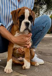 Cucciolo boxer