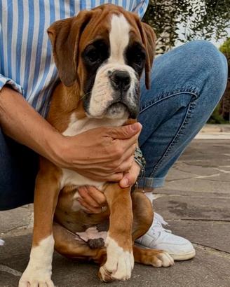 Cucciolo boxer