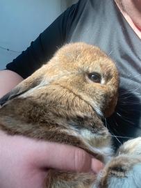 Coniglietta ariete nana