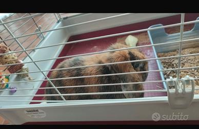 Animali