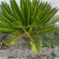 Pianta Cycas