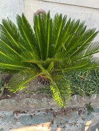 Pianta Cycas