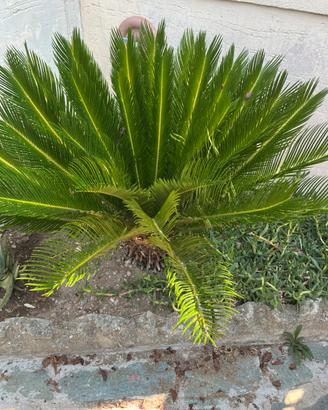 Pianta Cycas