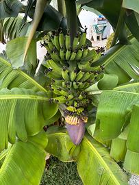 BANANO MUSA DWARF