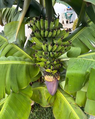 BANANO MUSA DWARF