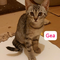 Piccoli amici aspettano una famiglia